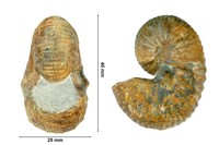 Scaphites reesidei